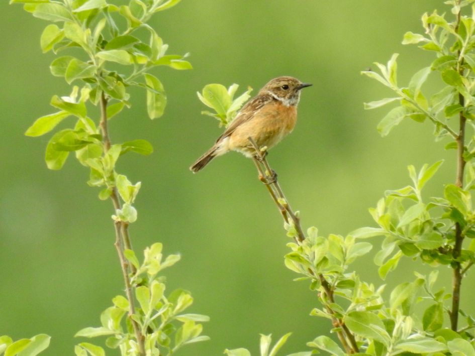 Paapje of roodborsttapuit